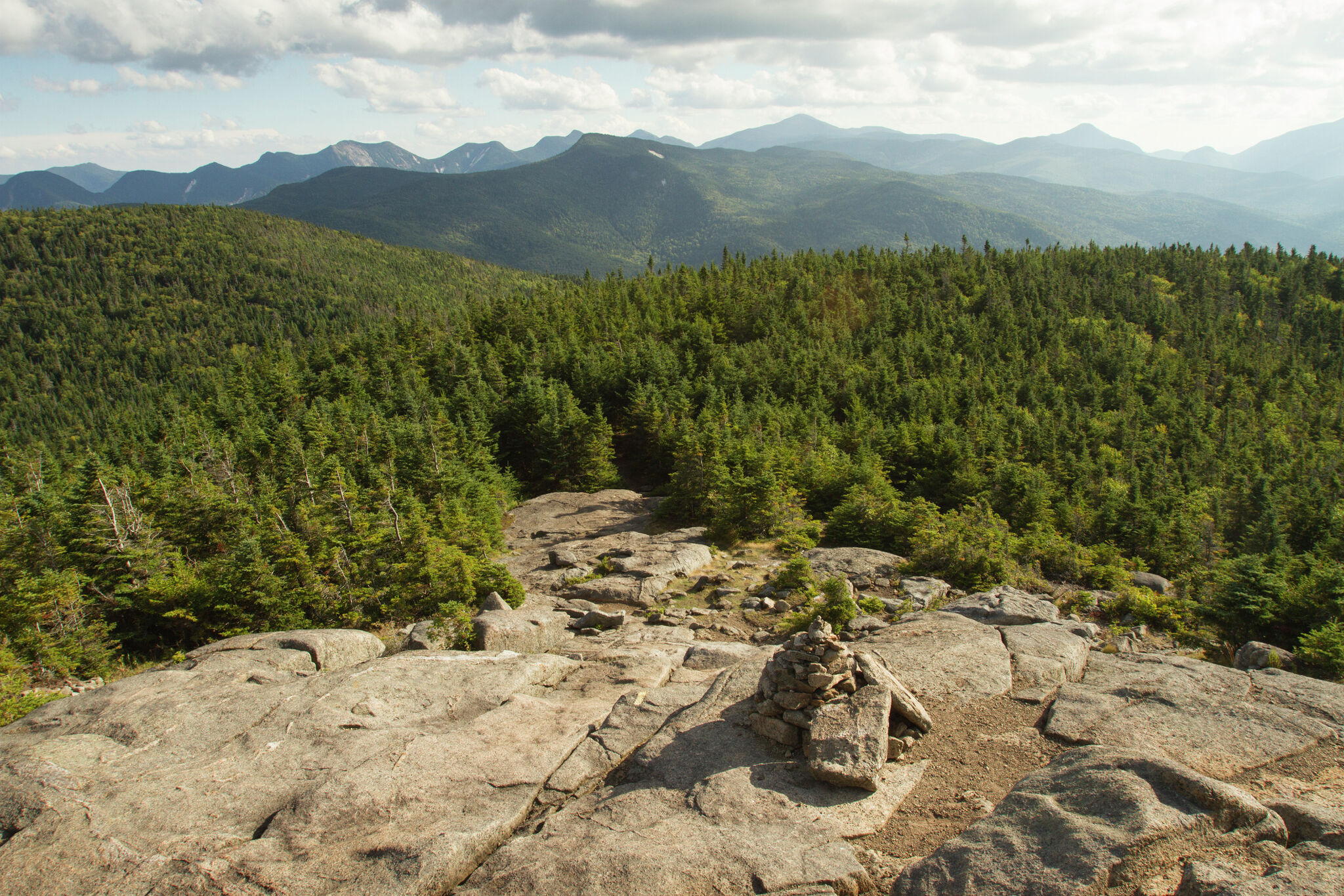 When it comes to wild forest, how many roads are too many? - Vimarsana News