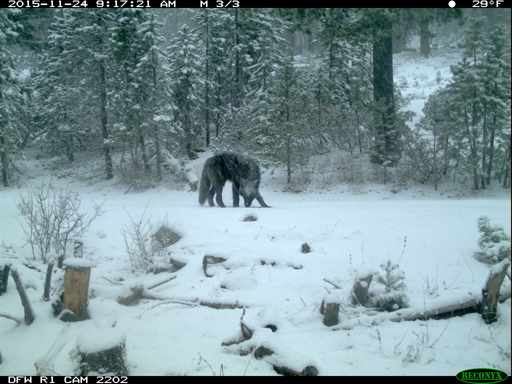 There’s a new wolf pack in California, wildlife officials confirmed