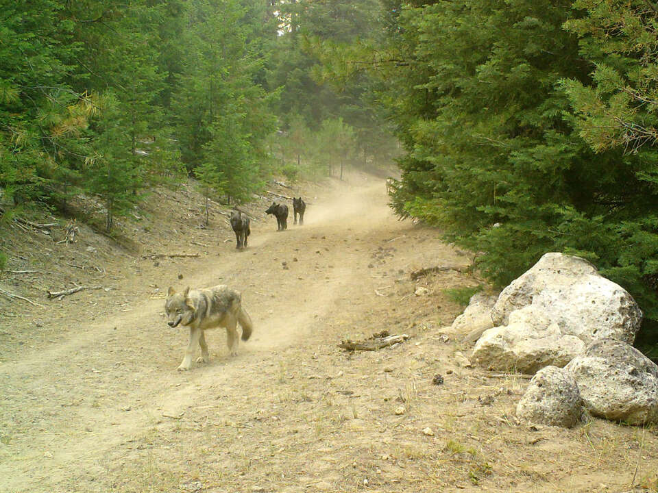 California gray wolves-ranchers conflict escalates