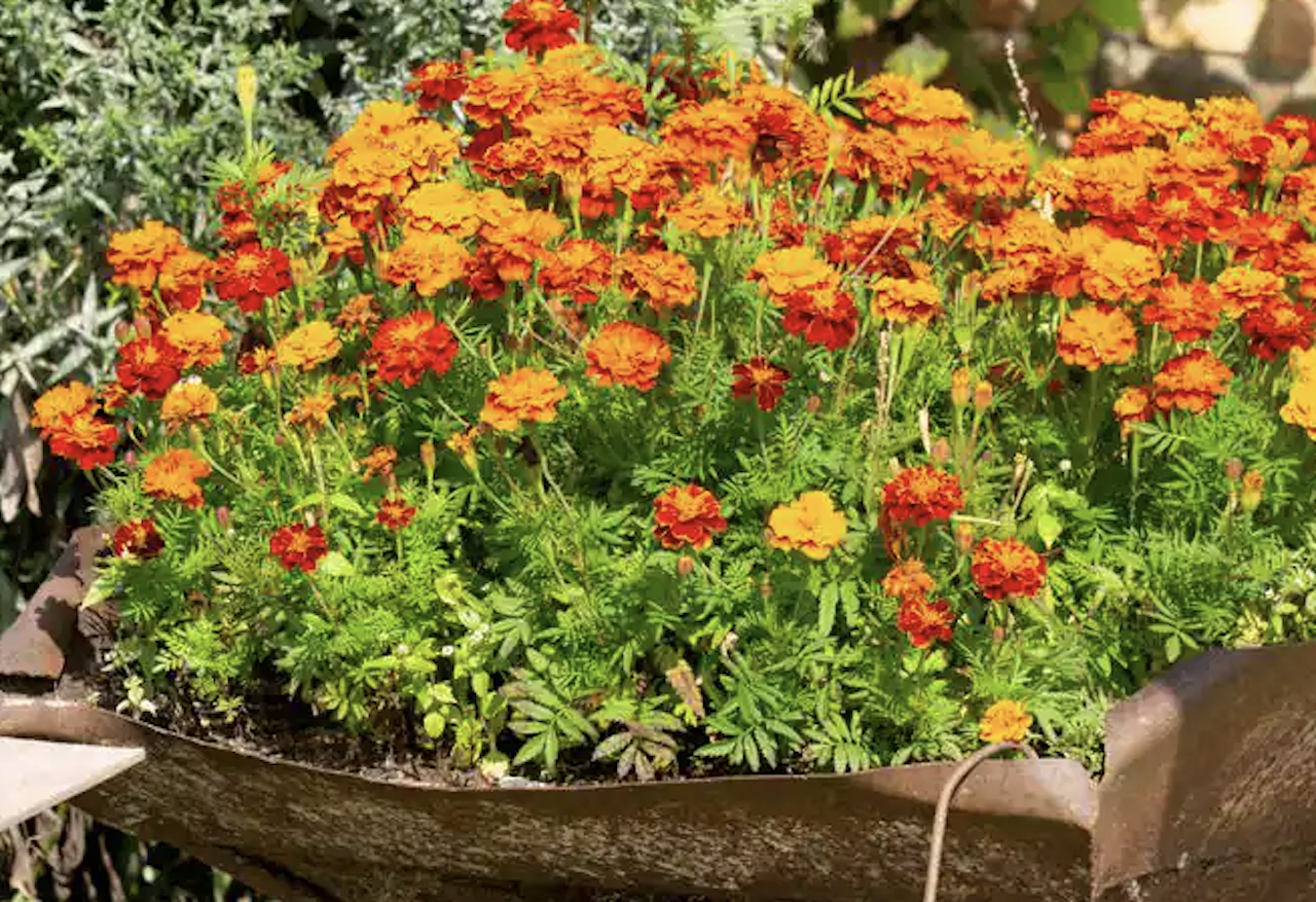 What to plant in May - Vimarsana News