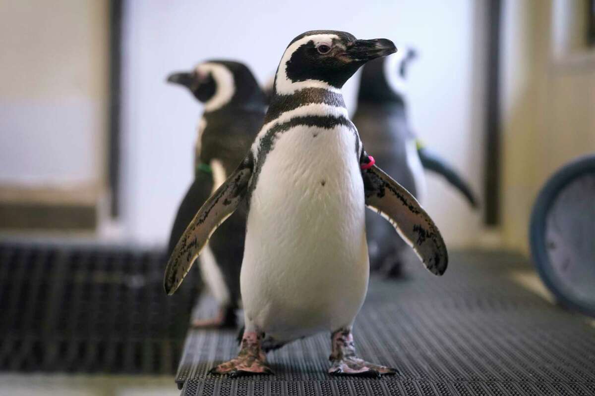 Magellan penguins stand in their enclosure at the Blank Park Zoo, Tuesday, April 5, 2022, in Des Moines, Iowa. Zoos across North America are moving their birds indoors and away from people and wildlife as they try to protect them from the highly contagious and potentially deadly avian influenza. Penguins may be the only birds visitors to many zoos can see right now, because they already are kept inside and usually protected behind glass in their exhibits, making it harder for the bird flu to reach them.
