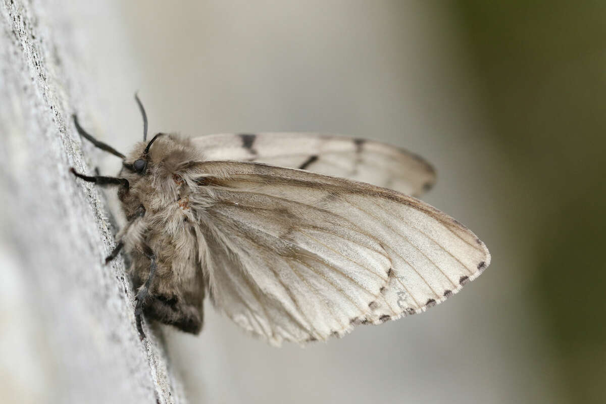 A Spongy Moth, Lymantria dispar, perched on a dead tree.