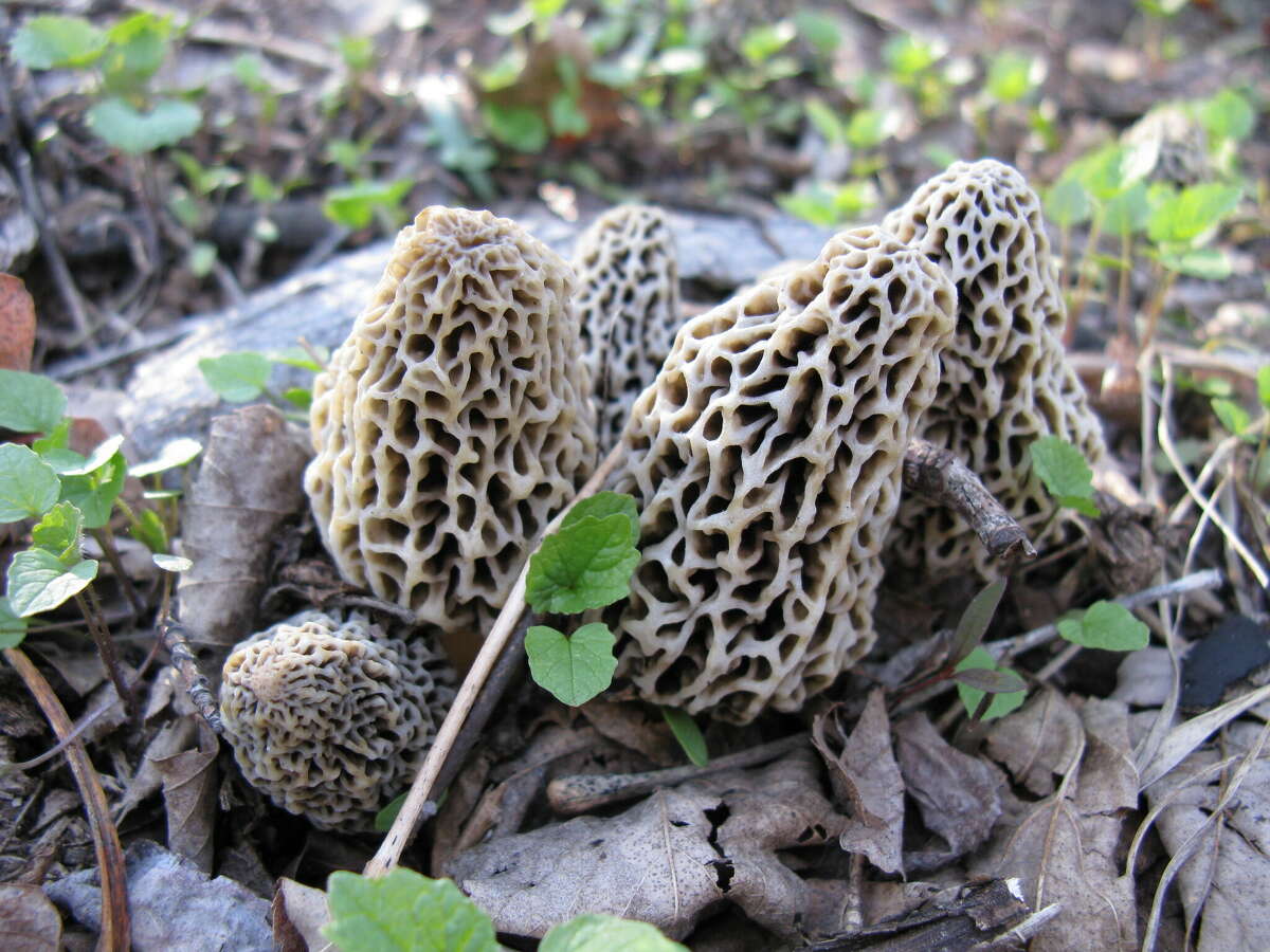 Common morels fruit in the latter half of May.