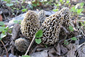 Don't get fooled by these dangerous mushrooms
