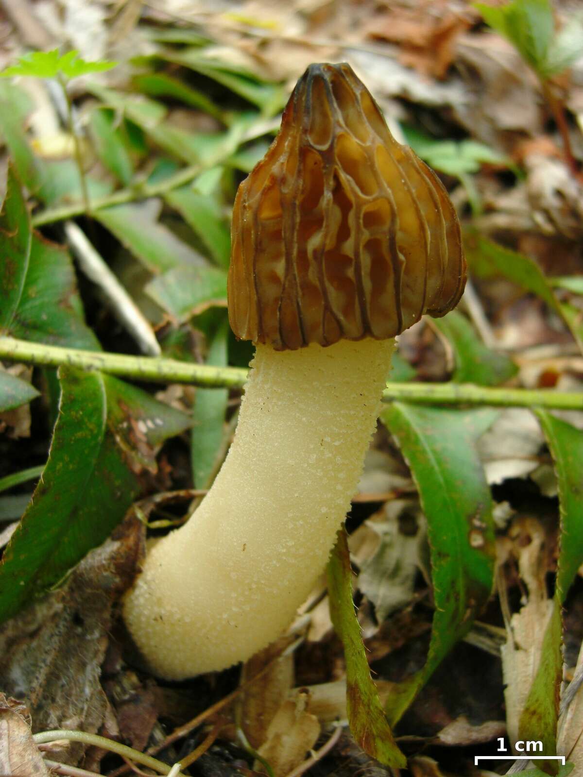 A fruit body of the morel fungus, Morchella punctipes, also known as the half-free morel.