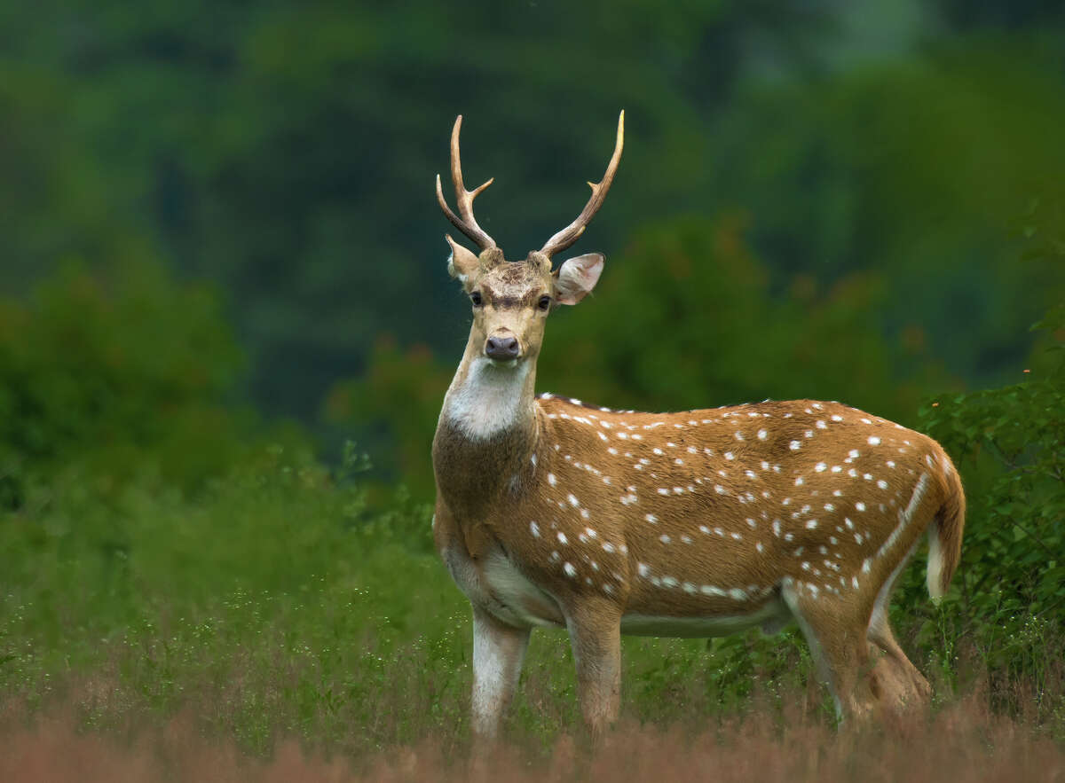 Hawaii ‘harvesting teams’ aim to stop invasive deer