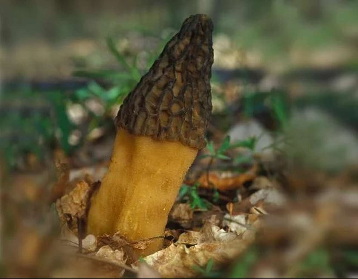 The black morel grows singly or in groups of up to many on the ground in deciduous woods, disturbed areas, and recently burned areas.