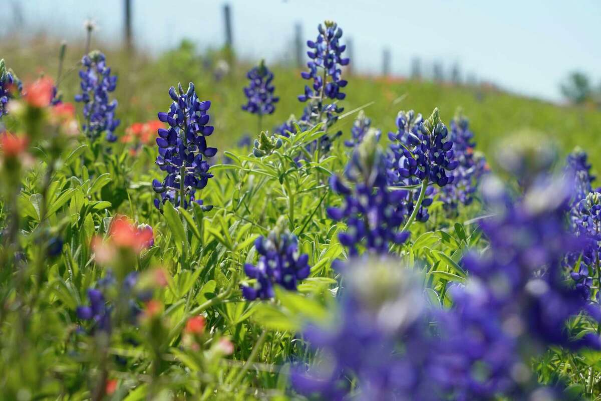 Bluebonnets, Indian paintbrush, and other wildflowers are shown along FM 2447 in Chappell Hill.