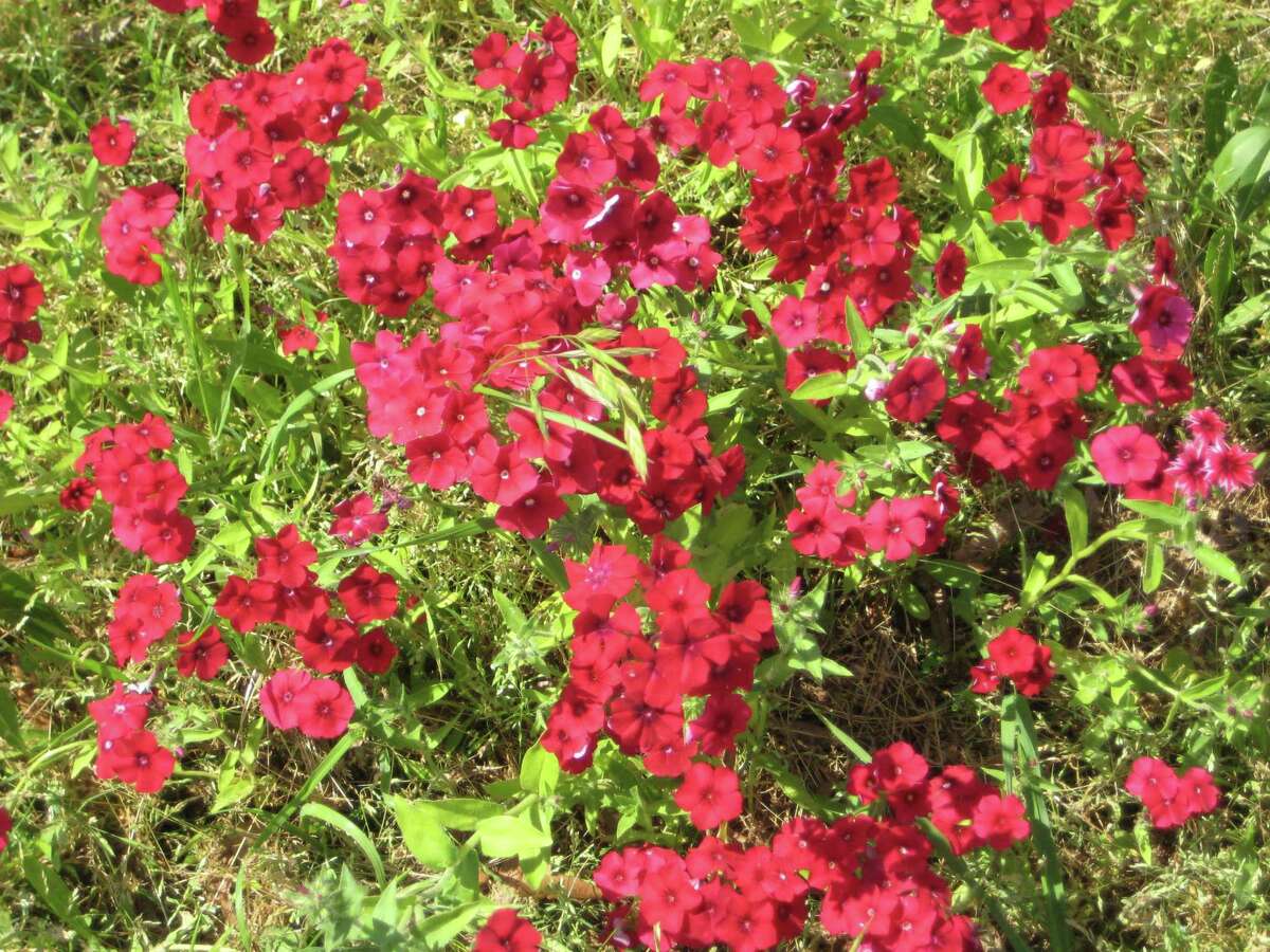 Drummond phlox grow along Texas highways. Each year, TxDOT plants 30,000 pounds of seeds along the roadsides, a mix of grasses and wildflowers that bring springtime blooms.