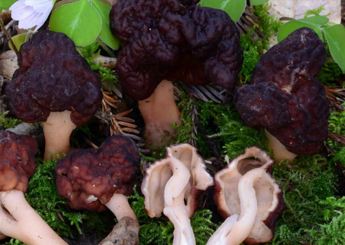 Spring false morels or beefsteak morels are frequently found in burn and natural areas when true morels are also out. This mushroom can cause serious illness and death.