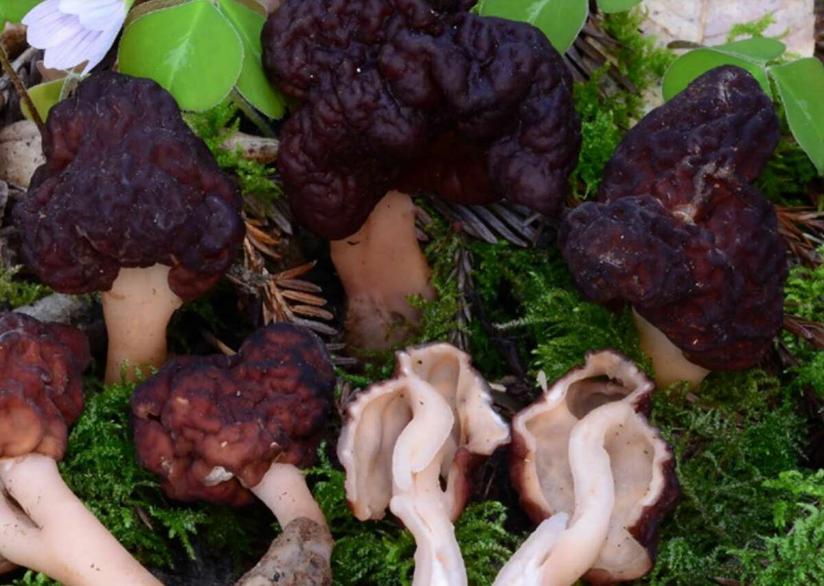 Real vs. False Morels: How To Tell the Wild Mushrooms Apart