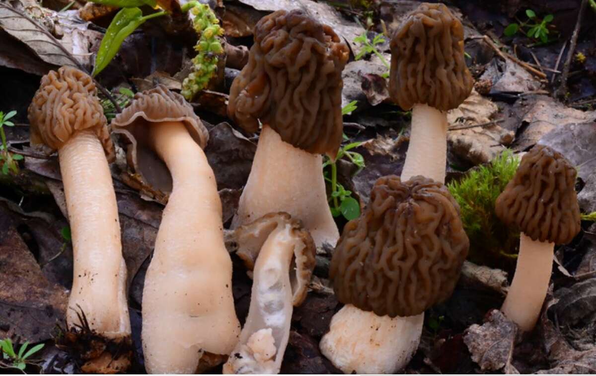 Early false morel can be very common in the spring, especially among alder and cottonwood.