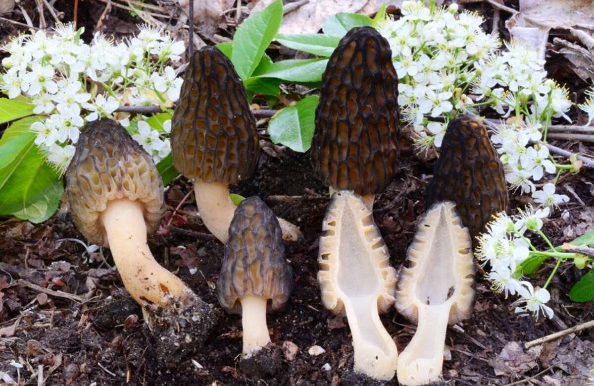 Morels resemble other closely related species frequently found in similar habitats. These run from edible to deadly poisonous, so learning to identify true morels from “false” morels is critical. 