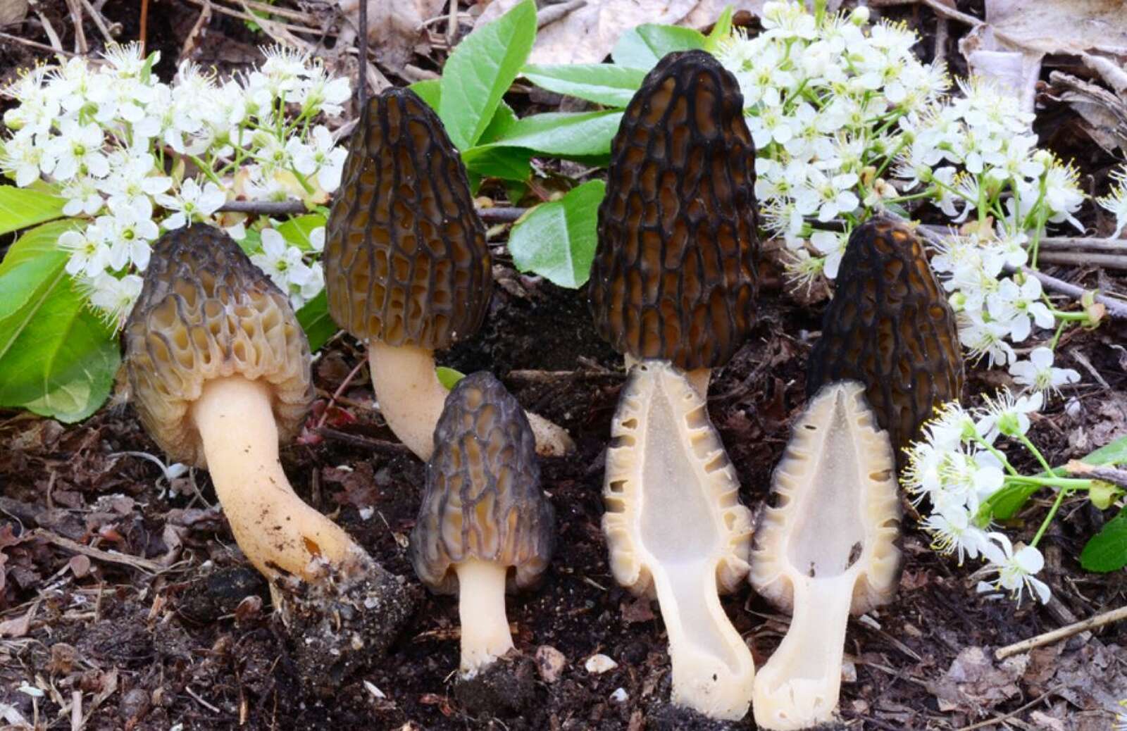 5 things to know about morel mushroom hunting