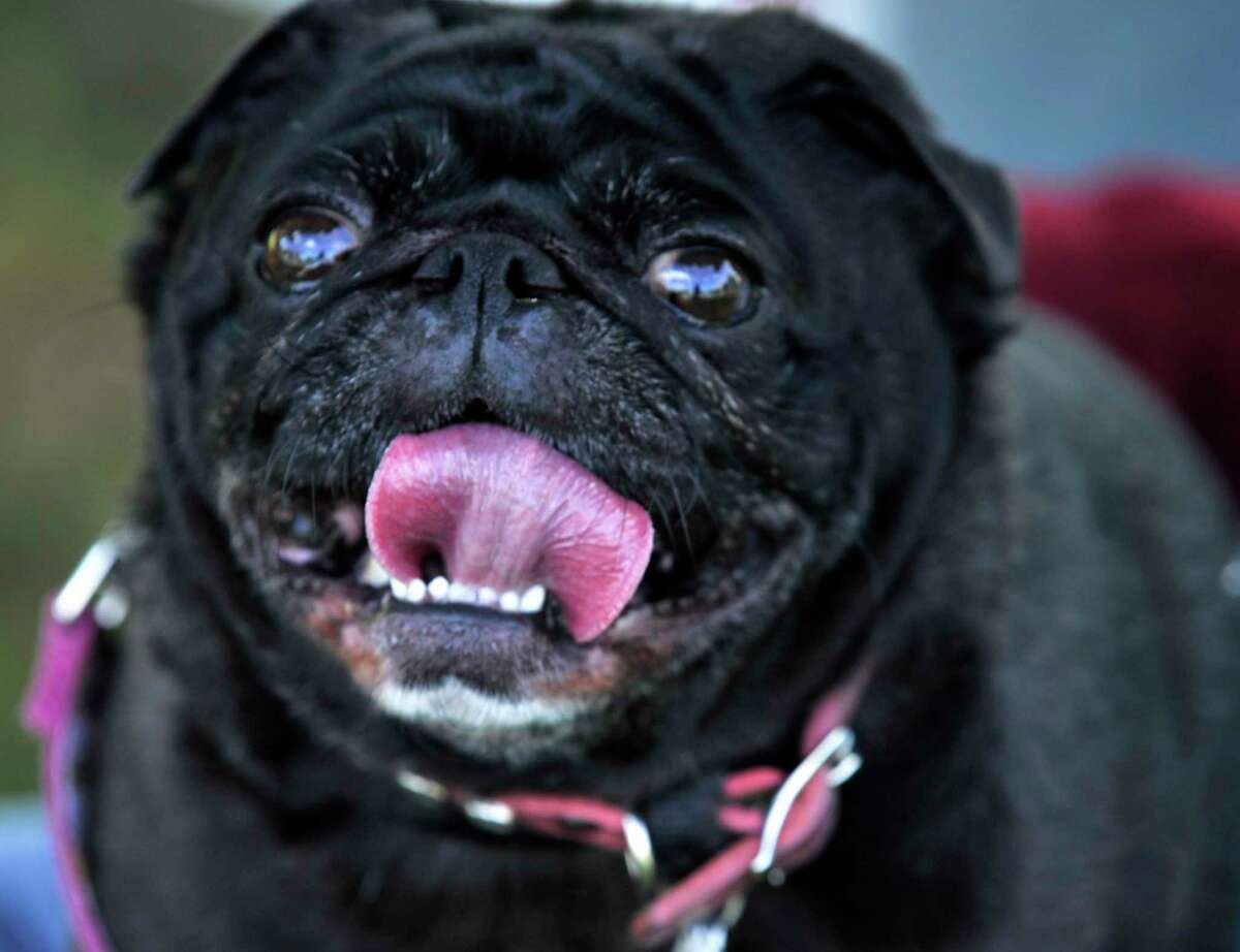 Woody, 9, a rescue Pug belonging to Pat Saint John and Alli Lake, of Bridgewater, poses during Animal Welfare Society's Dog Days of Summer, in New Milford, Saturday, Sept. 18, 2010. Bridgewater expects there are an “unusual” number of dogs that are unlicensed this year.