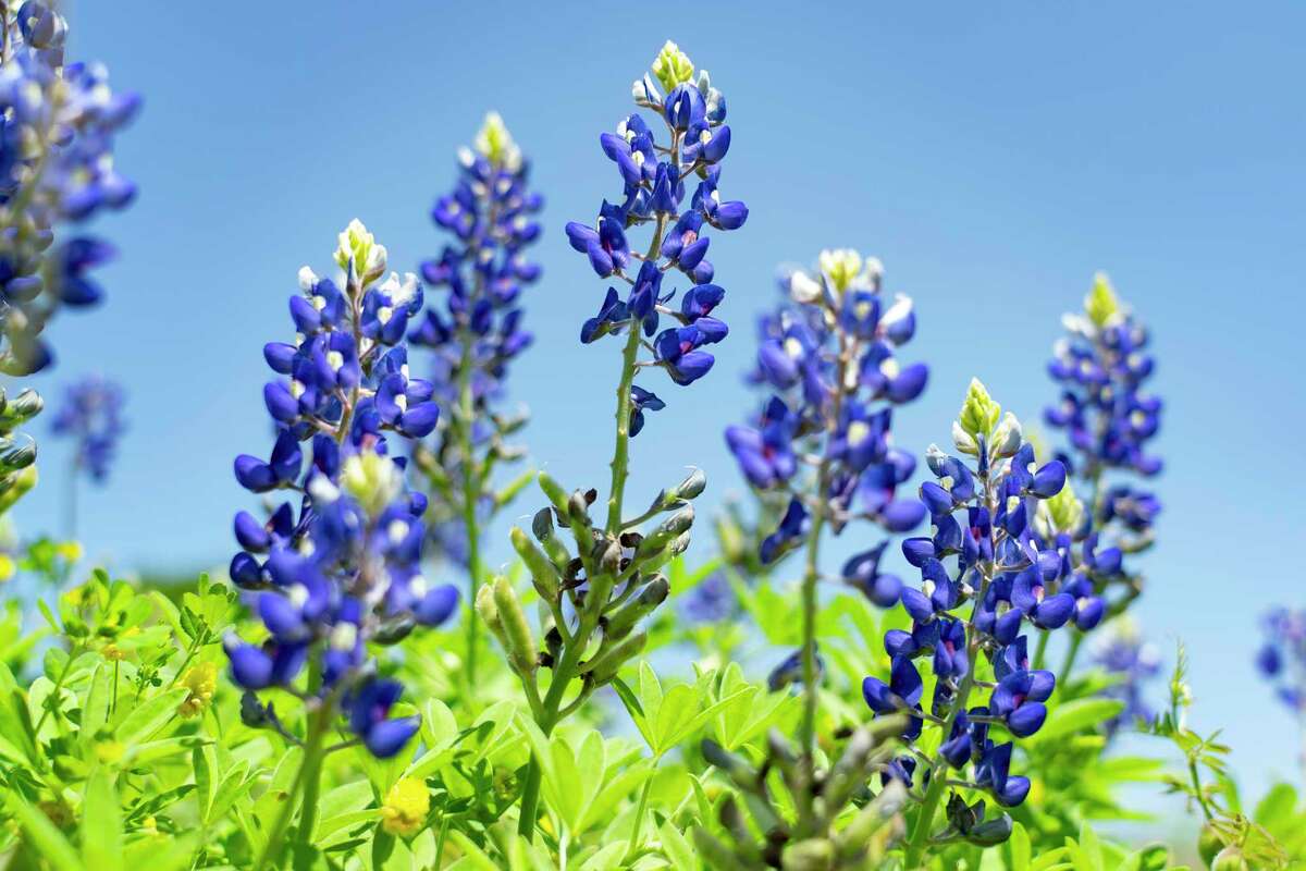 Bluebonnets grow on a slope at the Willow Waterhole greenspace in southwest Houston.