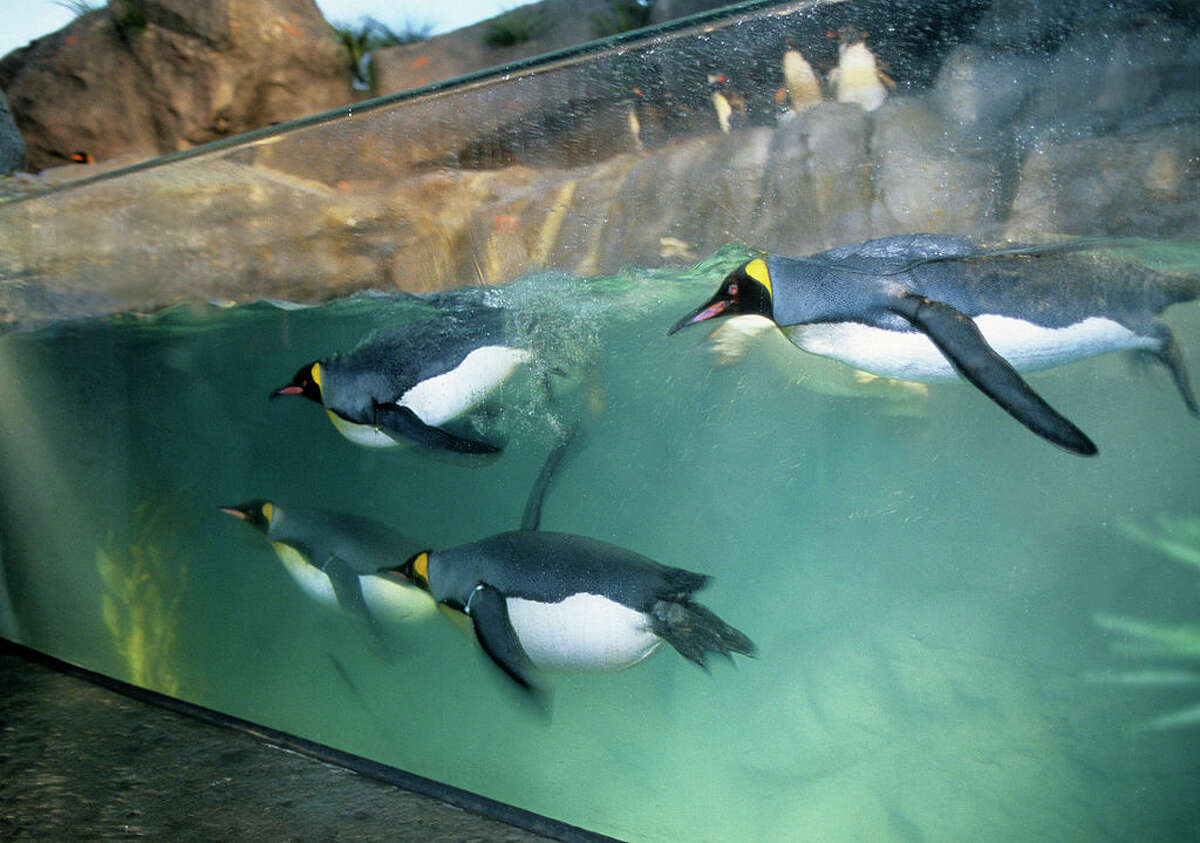 King penguins swimming in the Penguin and Puffin Coast exhibit at the St, Louis Zoo. (Photo by Wild Horizons/Universal Images Group via Getty Images)