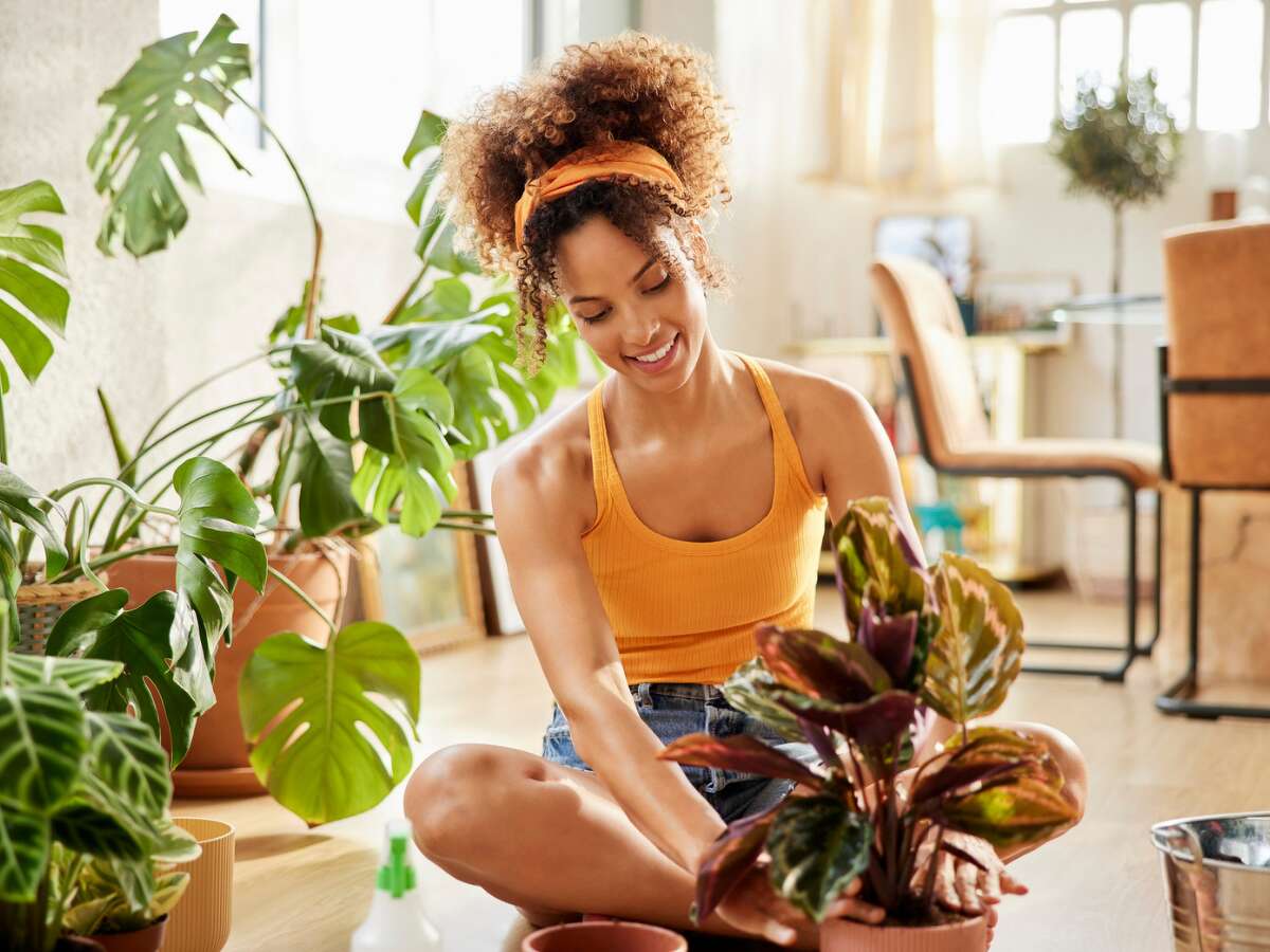 When you're looking for all things plant-related, Amazon is a popular source for everything from fertilizer to decorative pots and watering cans. 