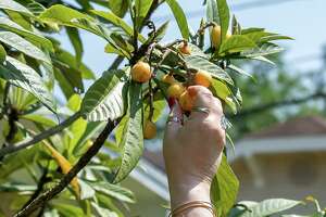 Loquats are now bearing fruit all over San Antonio