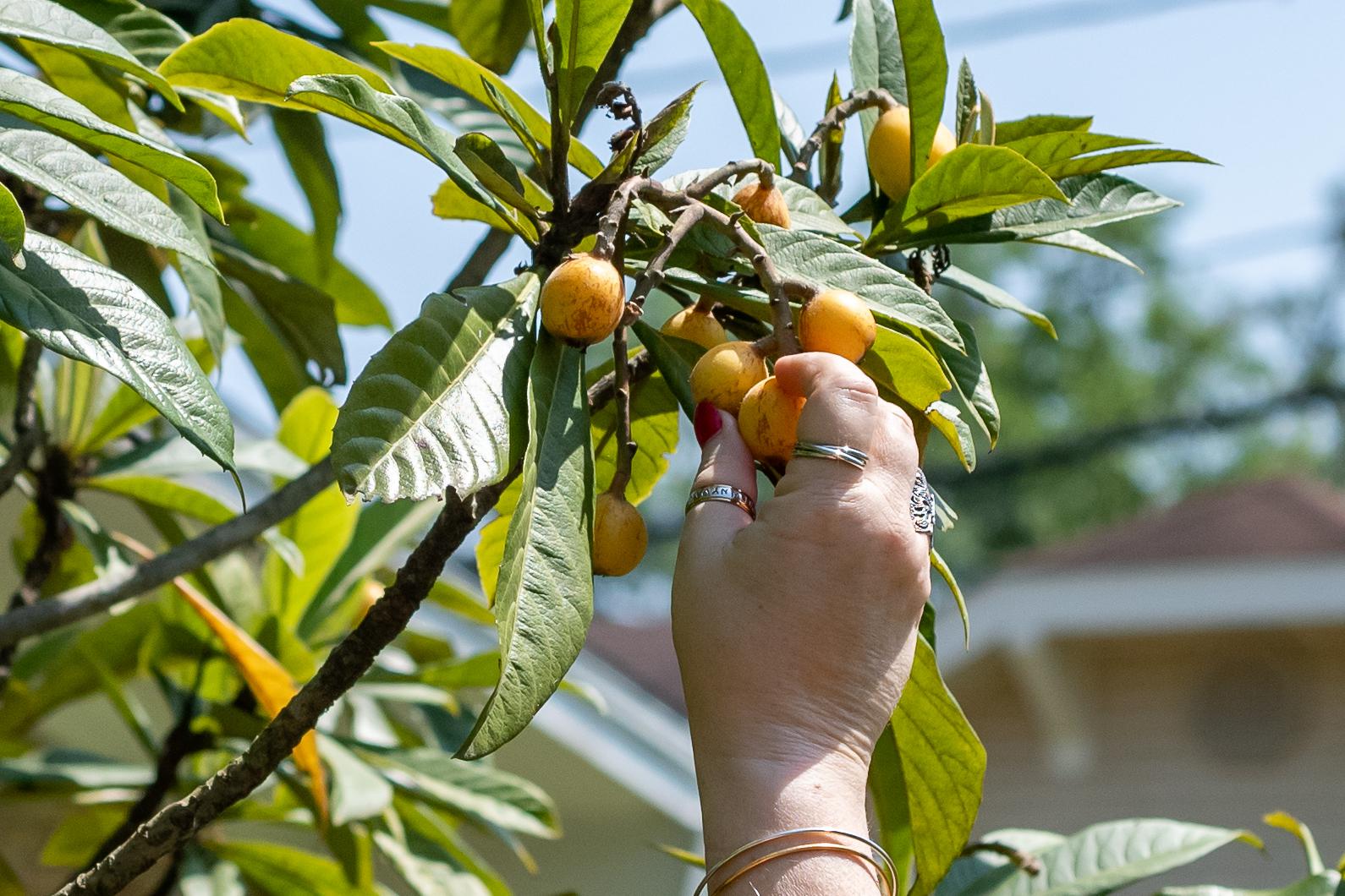 can dogs eat loquat fruit