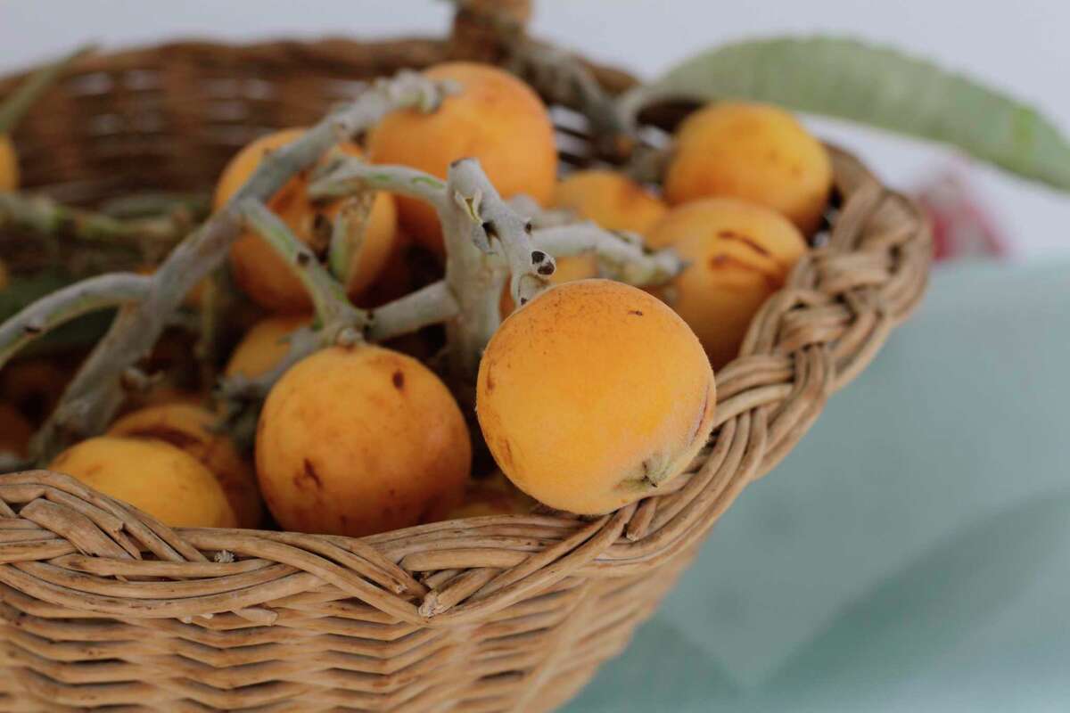 In San Antonio, many families enjoy the backyard bounty of the yellow-orange, ping-pong ball-size fruit with a mild apricot flavor, usually eating the fruit raw, pulled right of the tree. With some work to remove a loquat’s skin and seeds, the fruit can be cooked, turned into jam or other uses.