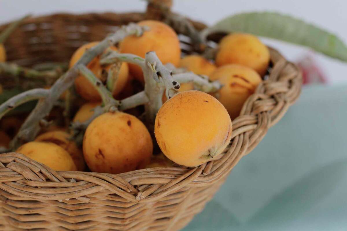 can dogs eat loquat fruit