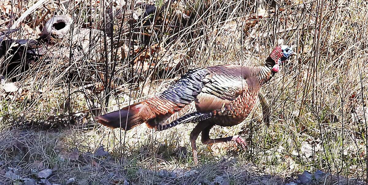 John Badman|The Telegraph A wild turkey was showing off his trot this week in the lowlands next to Illinois 143 in Alton. More than a dozen wild turkeys flourish in the area not far from the Cpl. Chris Belchik Memorial Expressway.