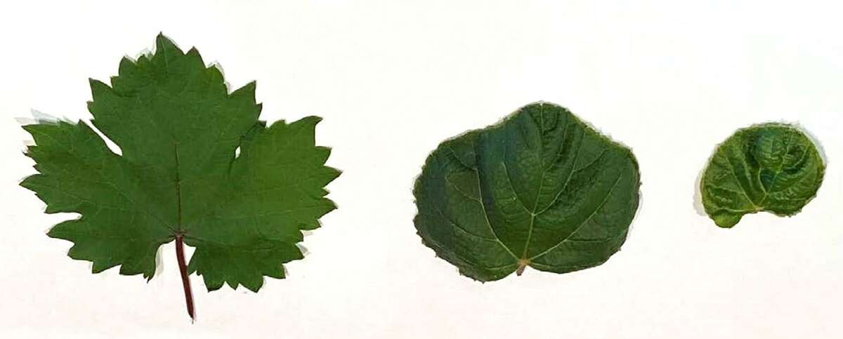 The grape leaf on the left is a healthy. The other two show progressively severe damage from dicamba, according to attorney Adam Dinnell.