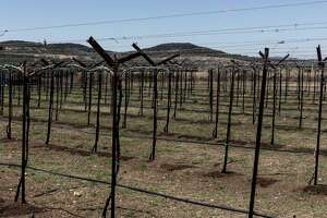 Cotton vs. grapes: Two Texas crops face off over herbicide