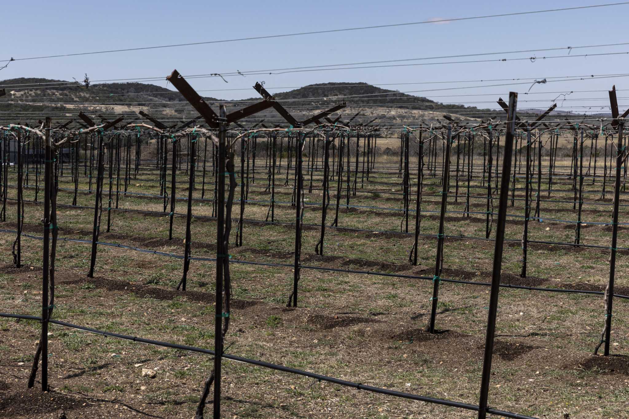 How an herbicide for cotton could hurt the Texas Hill Country wine industry - Vimarsana News