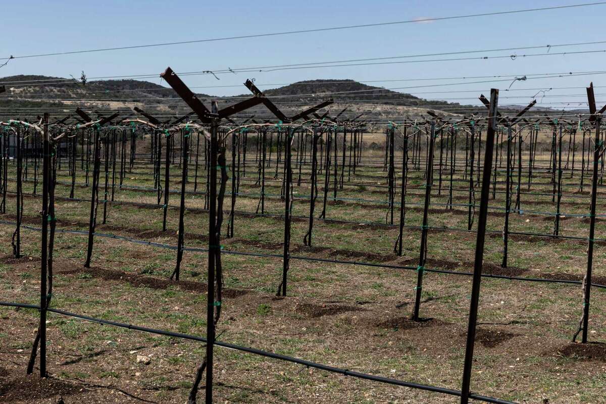 Rows of grape vines will bud soon on the Hill Country land at Bending Branch Winery in Comfort.