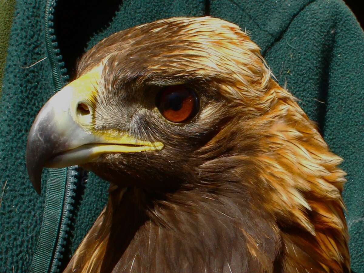 A golden eagle photographed as part of the Eastern Golden Eagle Working Group.