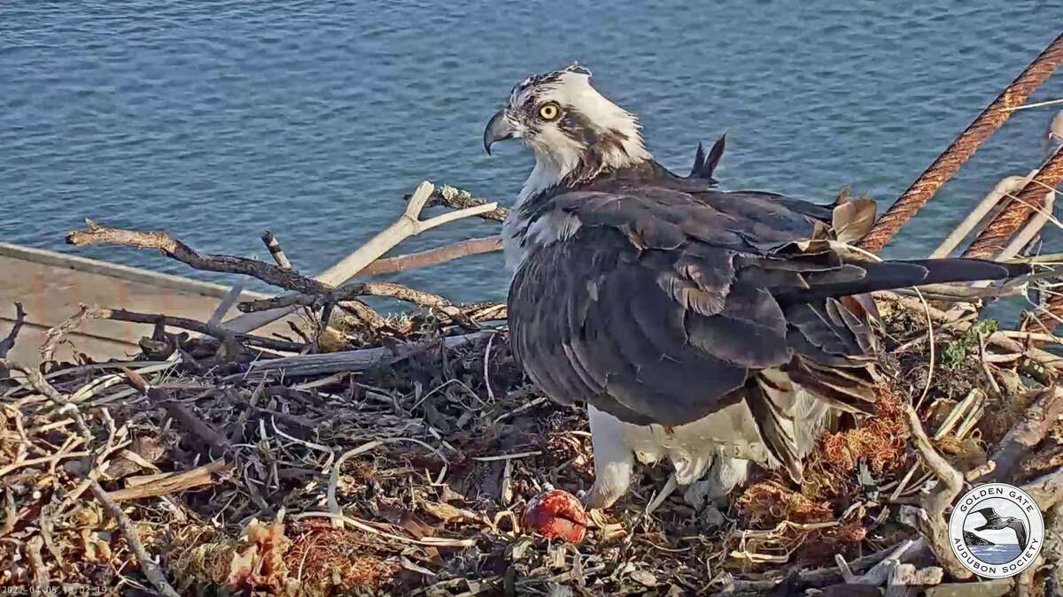 The beloved osprey couple Rosie and Richmond produced their first egg of the year this week in Richmond, according to Golden Gate Audubon officials.