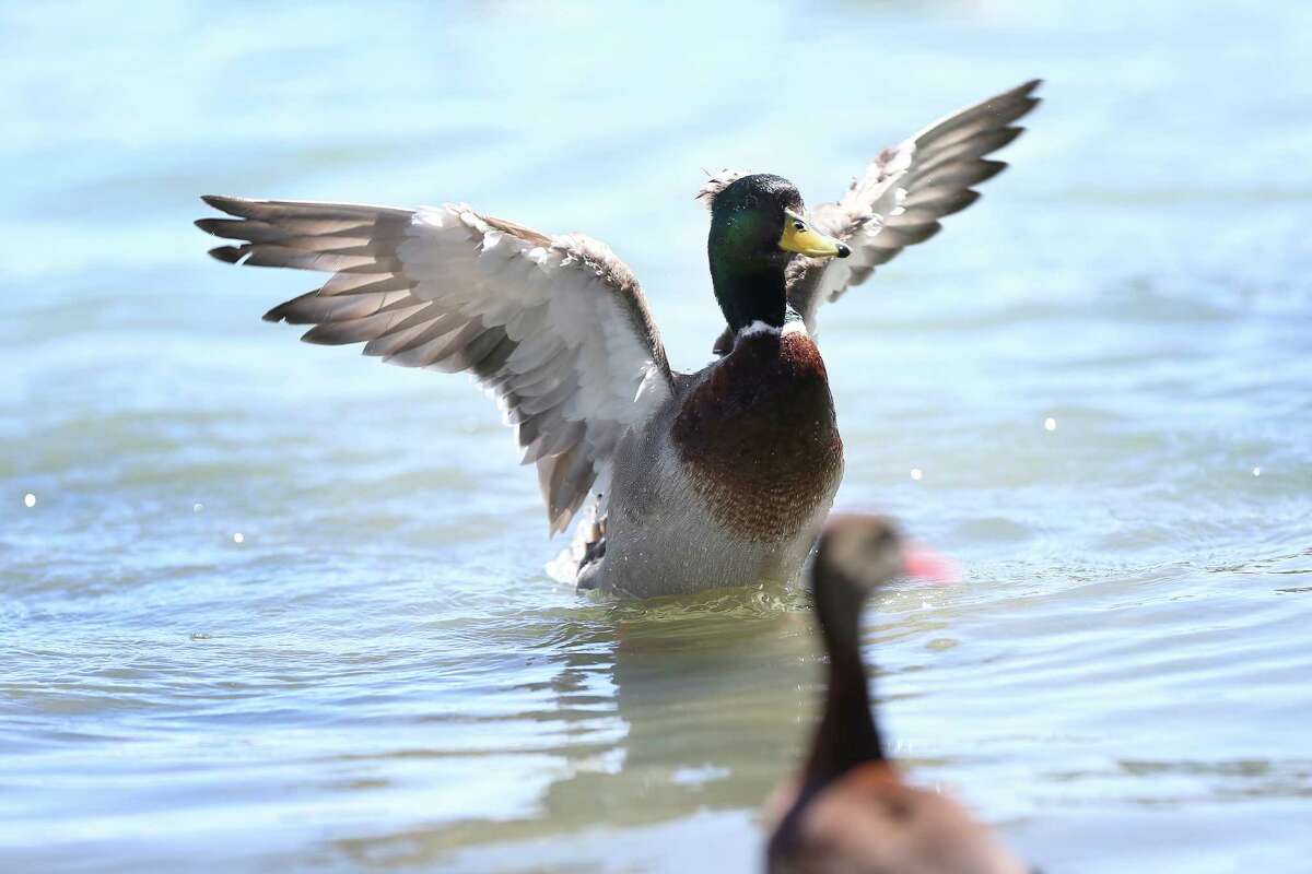 Home - HOUSTON DUCKS