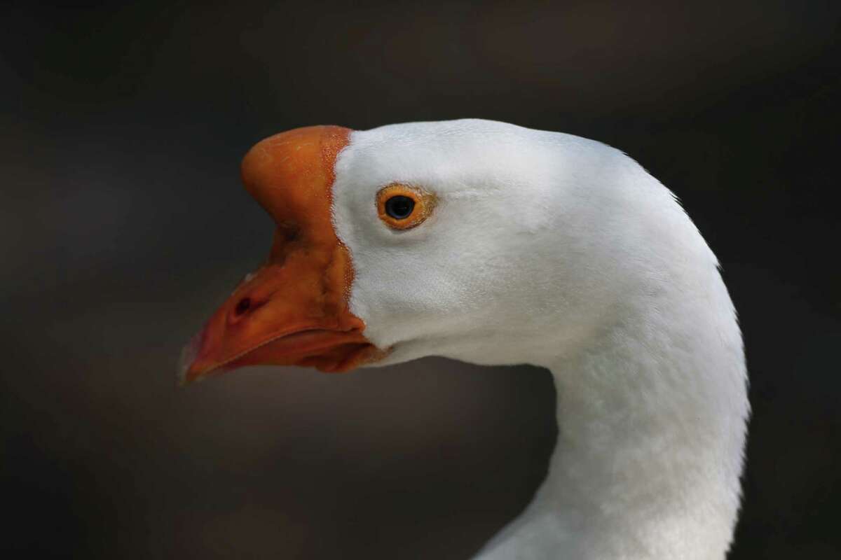 Home - HOUSTON DUCKS