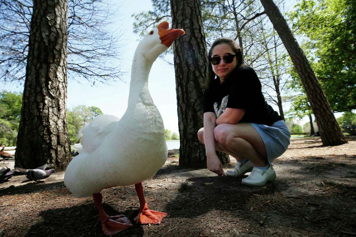 Hannah Weller spends time with “Webster” a Chinese goose in Hermann Park Thursday, April 7, 2022, in Houston. Injured ducks suspected of either abuse from humans or machinery at the park with shredded/damaged beaks, weak limps among other things have been reported in the park.