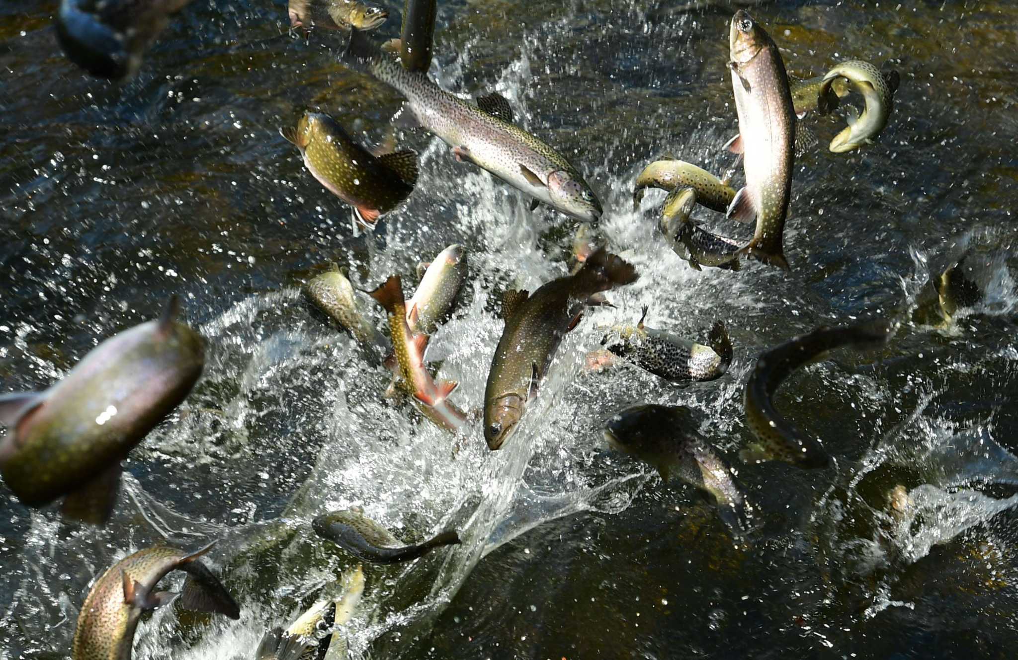 DEEP: Trout parks across CT to be stocked Saturday - Vimarsana News