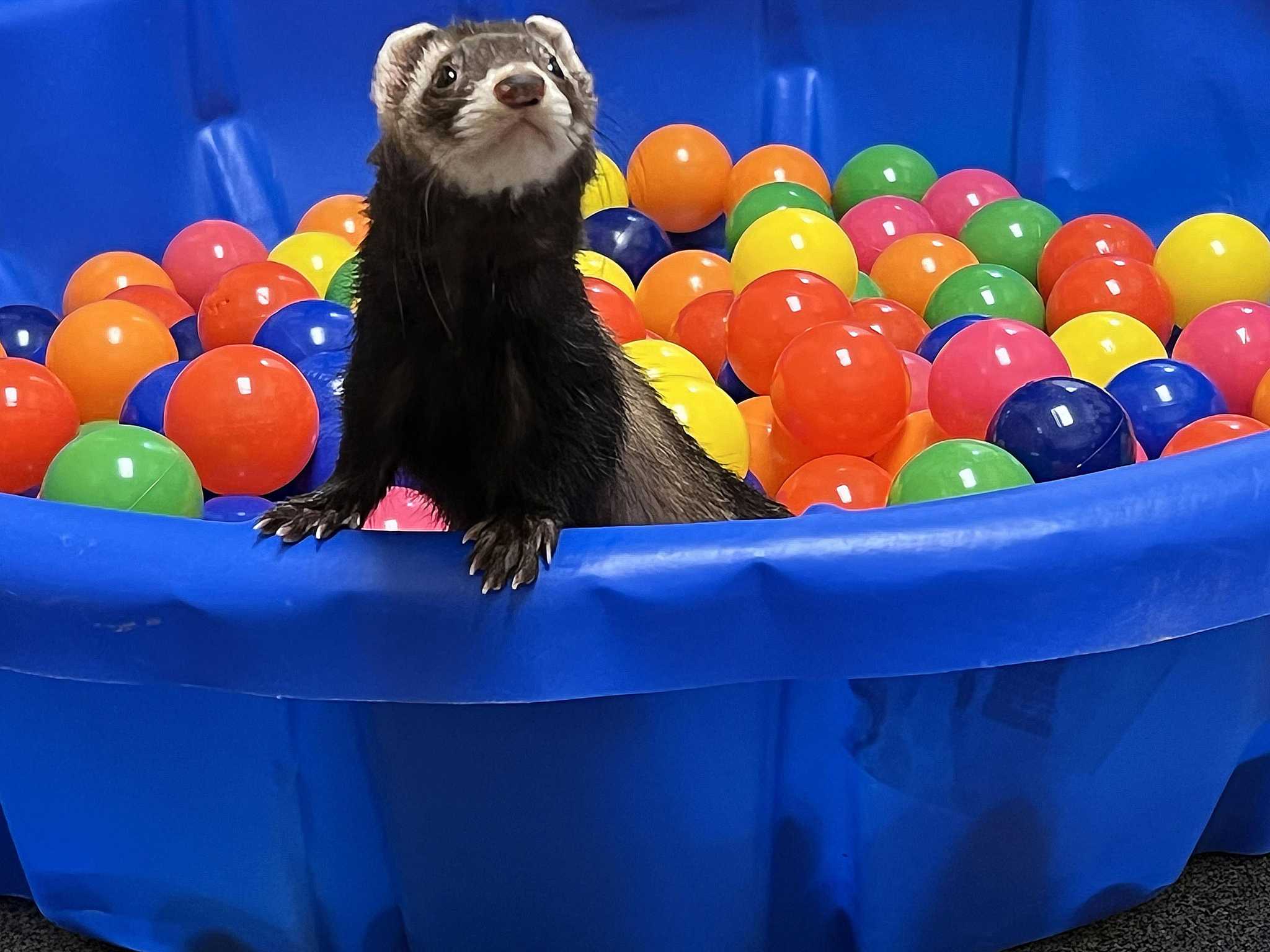 Ferret best sale ball pit