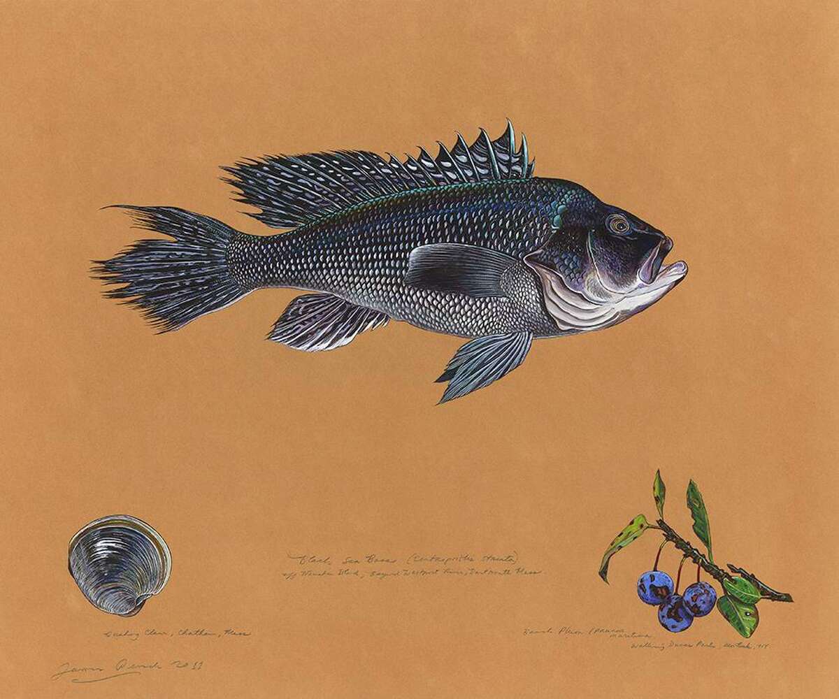 The painting “Black Sea Bass” by James Prosek.