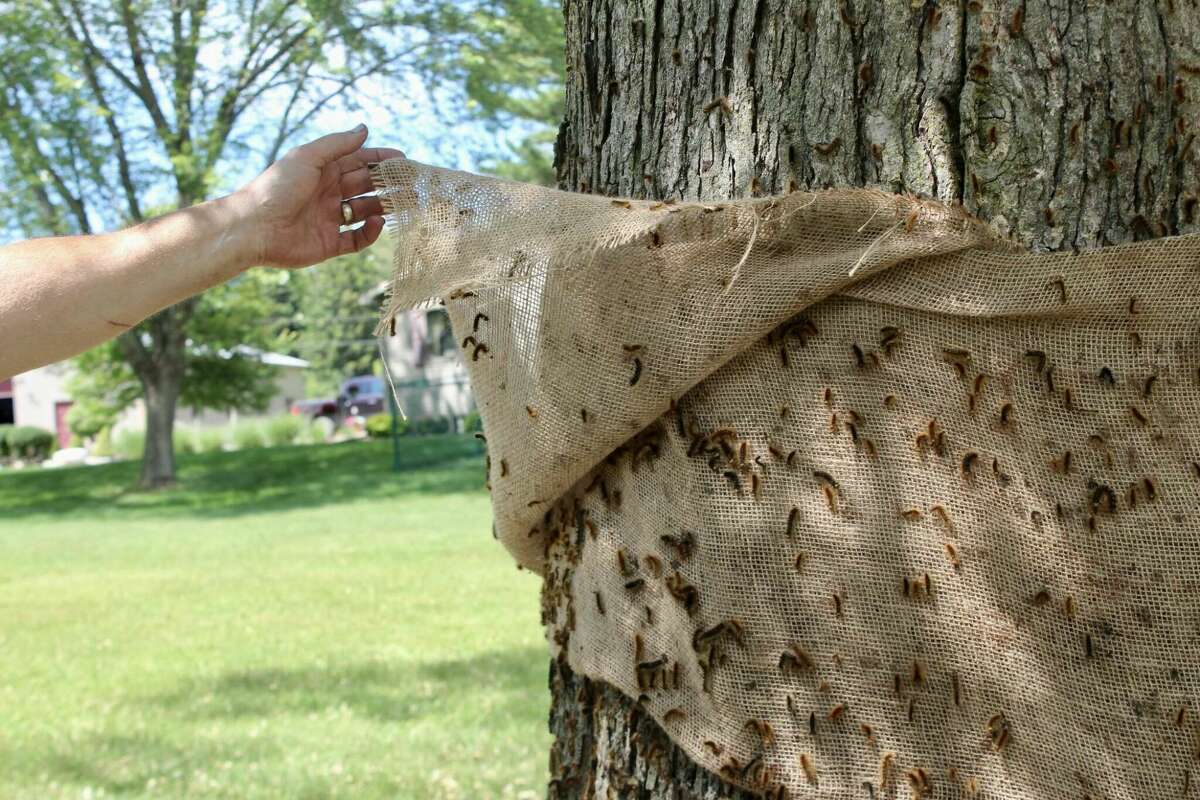 Burlap or sticky tape around the trunks of trees can help prevent the spongy (gypsy) moth caterpillars from reaching the leaves of the tree. They can then be scraped off into a bucket of soapy water to kill them.