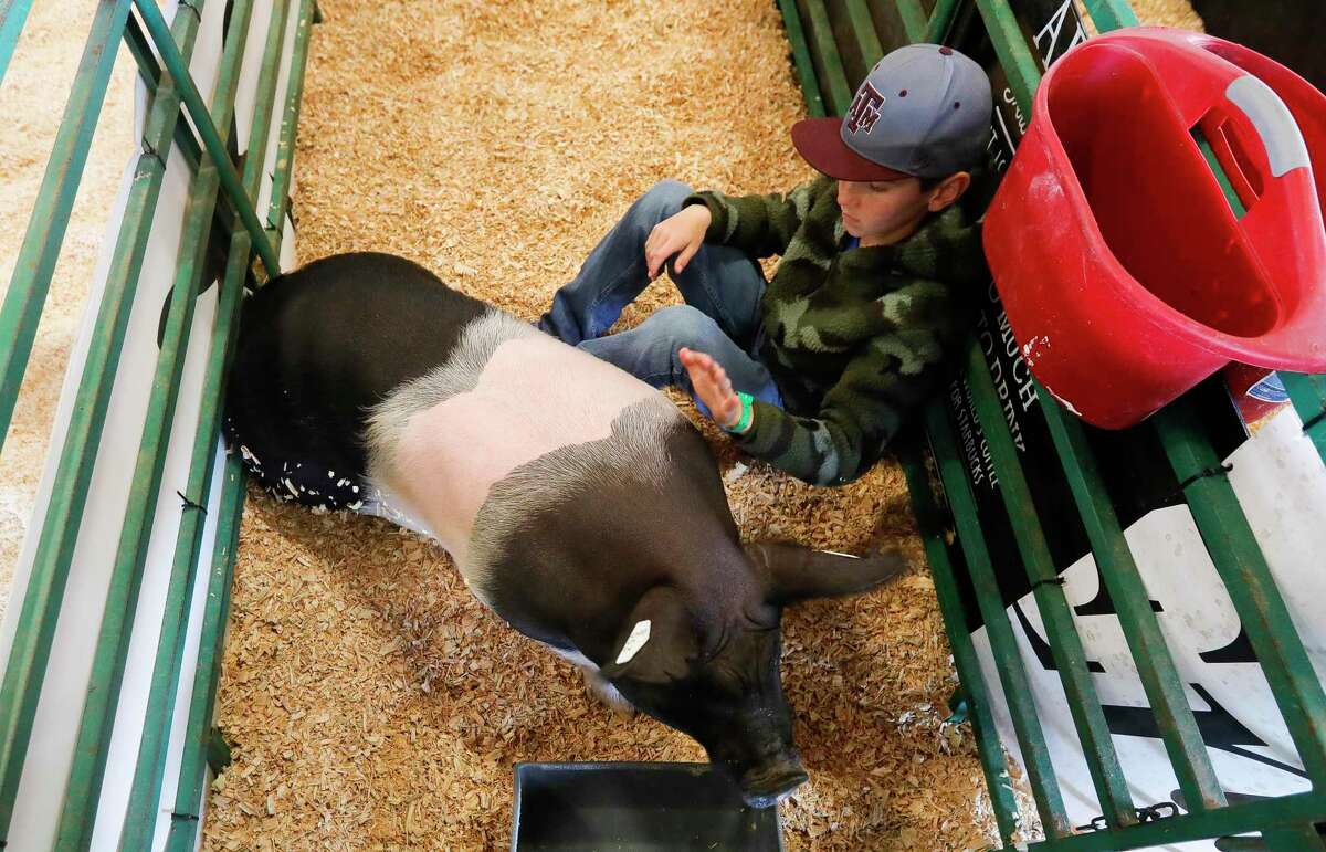 Easton Long with Champions 4H sit in his swine’s pen before the first day of the Montgomery County Fair and Rodeo, Thursday, March 24, 2022, in Conroe.