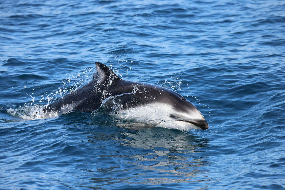 SeaWorld San Antonio welcomes 40-year-old dolphin