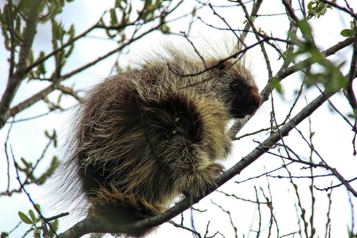 Porcupines spend much of their lives up in trees.
