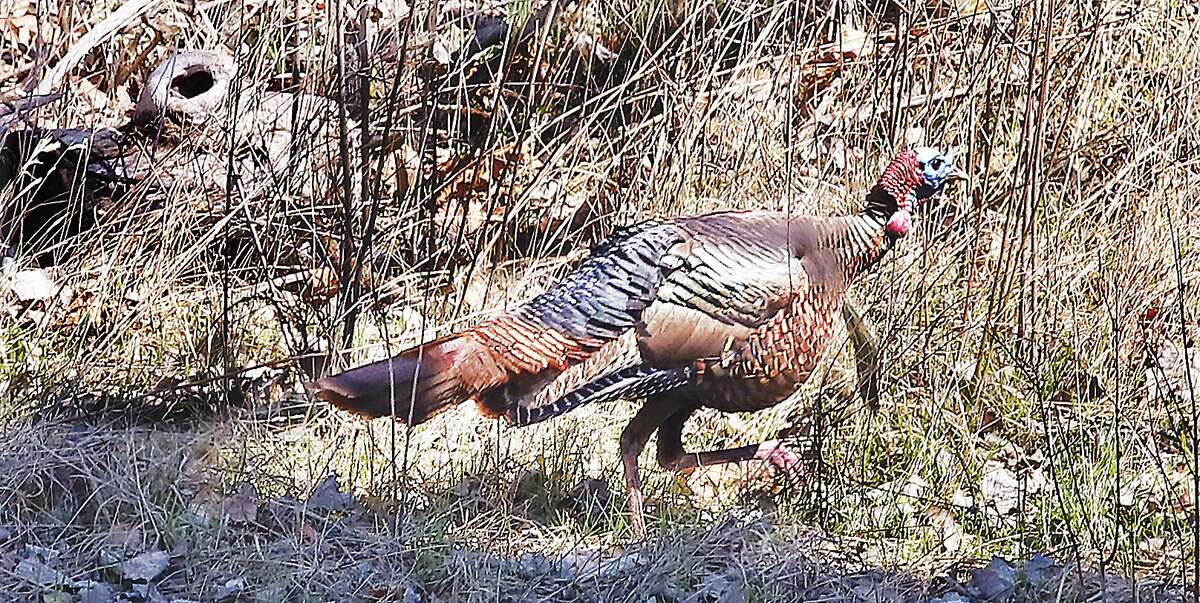 John Badman|The Telegraph A wild turkey sprints near Illinois 143 in Alton earlier this month. State officials report about 50 fewer birds were taken in this year's youth hunter program.