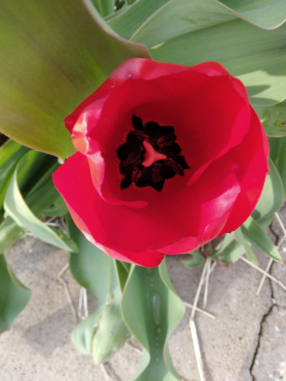 An aerial view shows a tulip in bloom near White Hall.