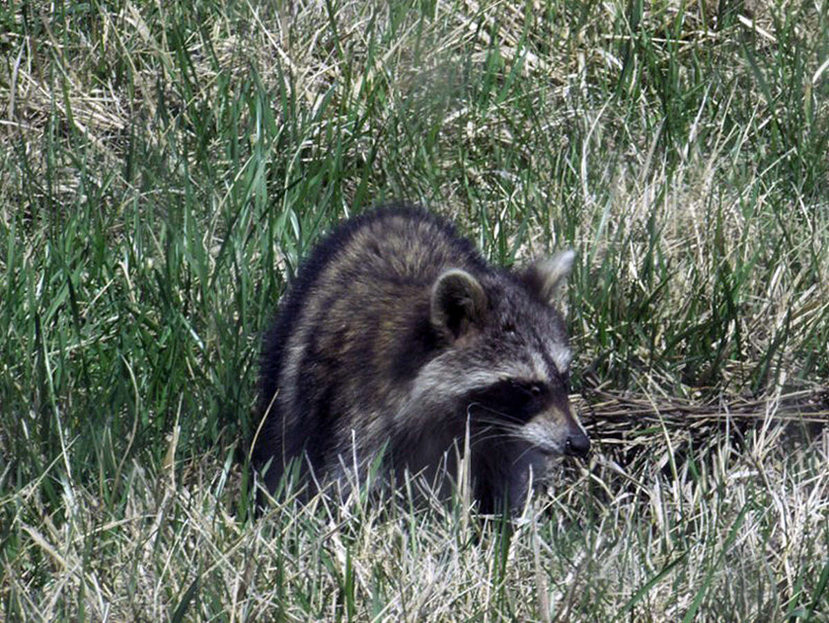 A raccoon sneaks its way across a grassy field.
