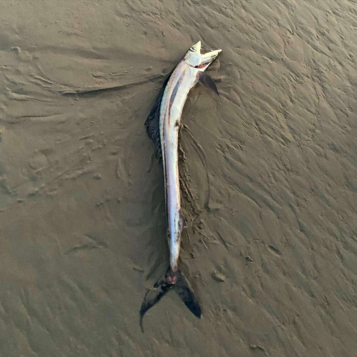 A beachwalker came across a lancetfish at Drakes Bay in Point Reyes National Seashore on  April 5, 2022.
