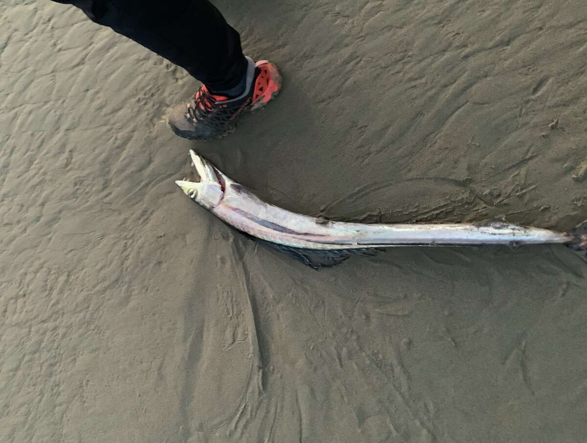 A beachwalker came across a lancetfish at Drakes Bay in Point Reyes National Seashore on April 5, 2022.