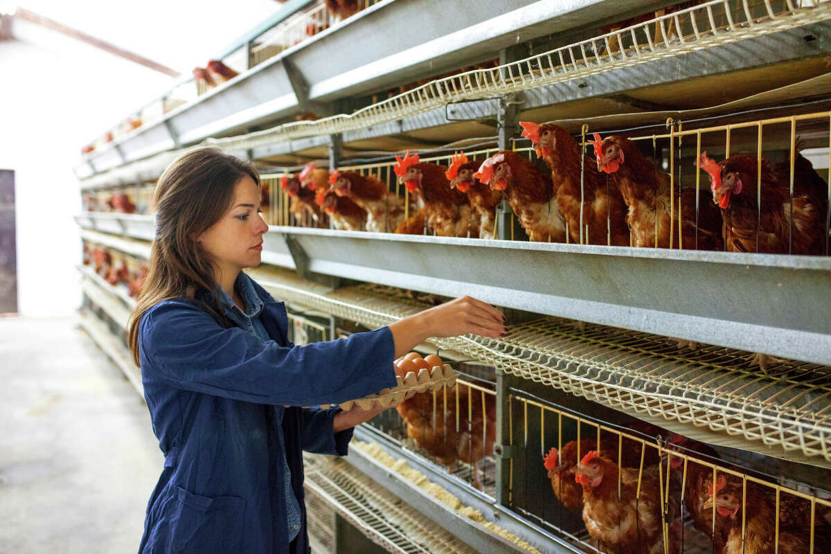 Portrait of young woman farmer holding fresh eggs in hands