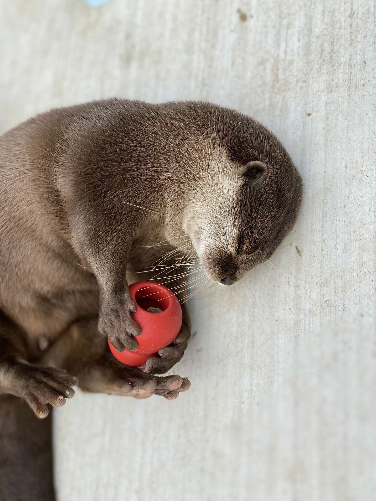 Texas ranch lets you swim with otters, 3-hour road trip from Houston